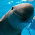 México hará un conteo de la vaquita marina en el golfo de California