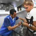Invitan a campañas gratuitas de esterilización canina y felina en Irapuato, Gto