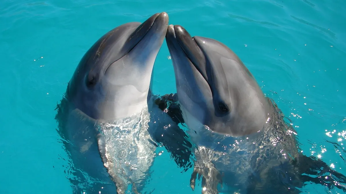 delfines-crean-grandes-alianzas-como-los-humanos-2