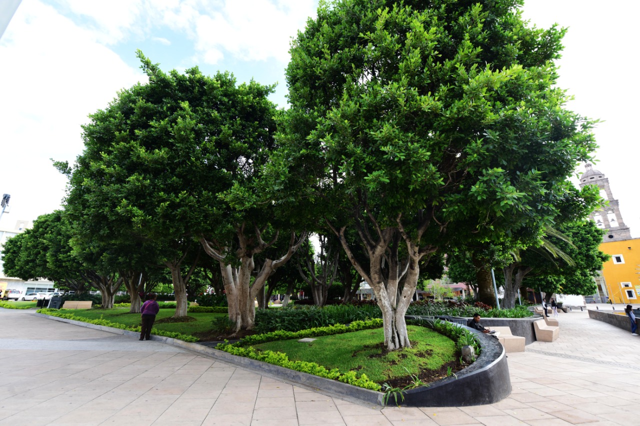 DÍA DEL ÁRBOL IRAPUATO (4)