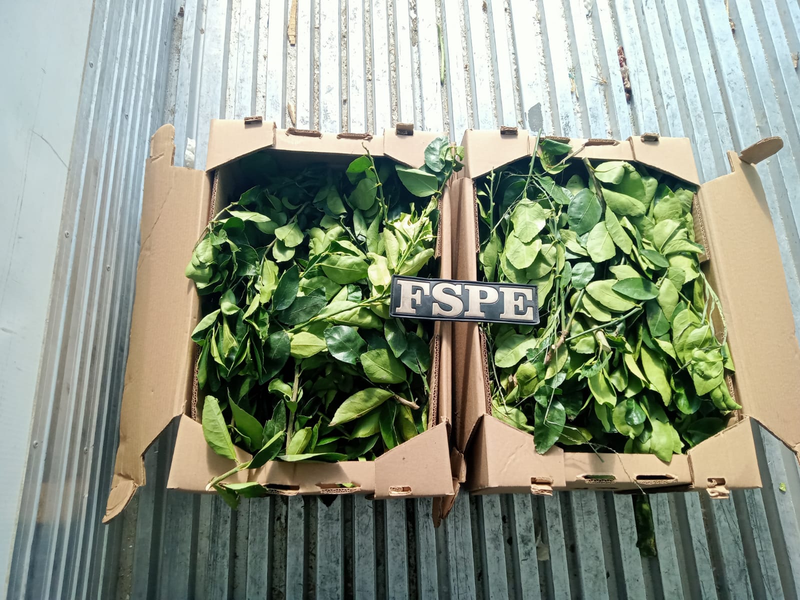 Recupera FSPE camión refrigerado con 2 mil 700 productos agrícolas en el municipio de Ocampo (2)