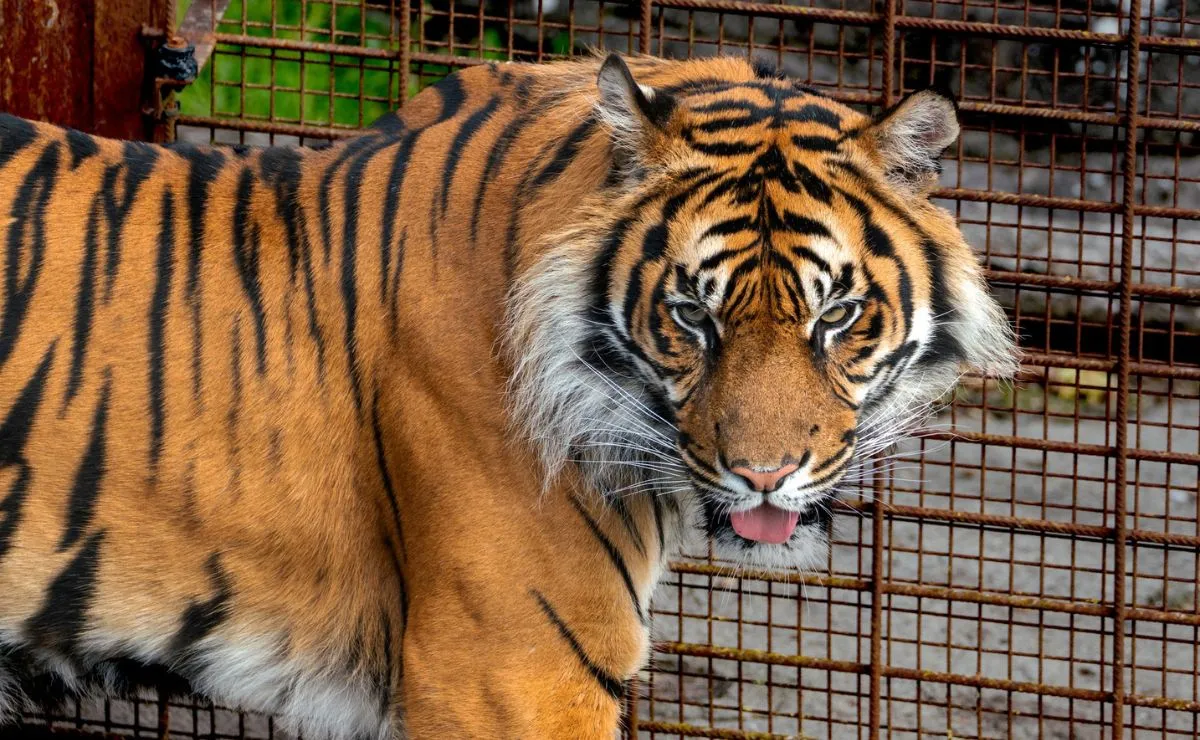 tigre-del-zoologico-de-aalborg-en-dinamarca