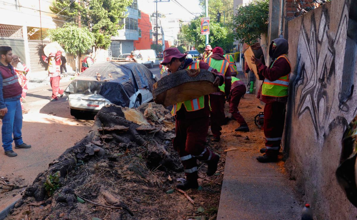 retiro-de-arbol-caido-en-cdmx-por-sismo-magnitud-65-en-guerrero