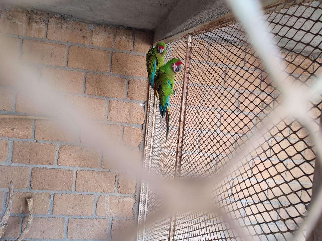 Unidad K9 rescata y asegura fauna silvestre en Celaya 01