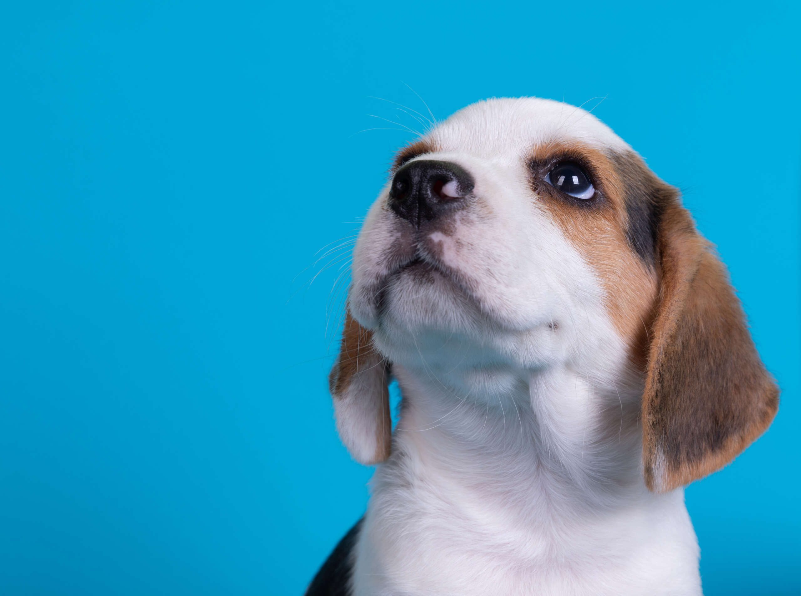 Beagles puppies looking up ,isolated on blue background.