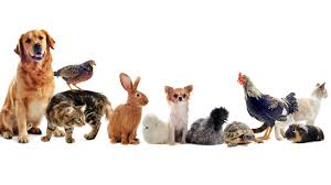 images (1)